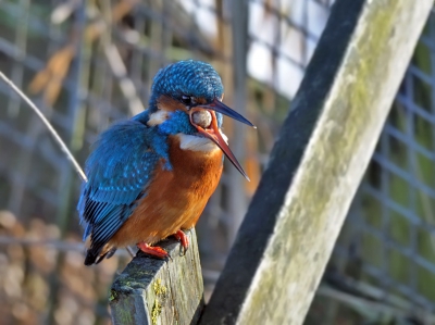 Niet helemaal gestoken scherp, een rommelige achtergrond en nog wat andere jammerpuntjes. Toch wilde ik dit mooie (en bekende) moment laten zien: het naarboven halen van de braakbal met visgraatjes e.d. Wat kleurde het beestje trouwens fraai op in de zijwaartse zon. Wel jammer dat dat onuitgesproken groen in het verenkleed dan minder zichtbaar is als bij minder licht. Heb uiteraard gexperimenteerd met een tikkie vergroening van de blauwtinten, maar vond dit toch beter.