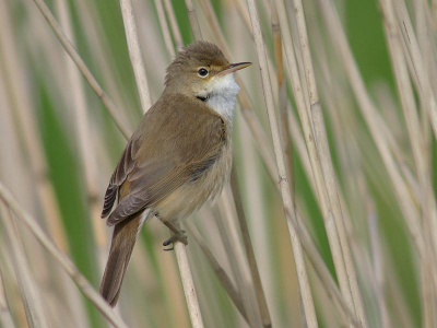 Het kwam erop aan om doorheen de (talrijke) rietstengels een gezichtshoek te vinden die de vogel min of meer volledig zichtbaar toonde...