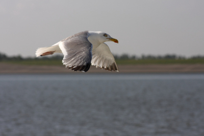 Vanaf het dek op de pont naar Schiermonnikoog.  De meeuwen zweefden boven en naast de boot en poseerden mooi voor me.