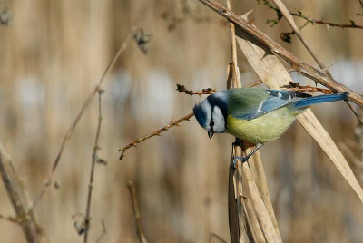 Tijdens een rondje doel-loos rondlopen kwam ik dit meesje tegen in het riet, eerst met tegenlicht wat fotos gemaakt kwam er toen achter dat het een dun rietkraagje was je zo omheen kom lopen :D
