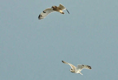 Hier het lichte mannetje samen met het vrouwtje in vlucht.