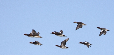 Op een mooie zonnige zaterdag in de Vlaardingse polder