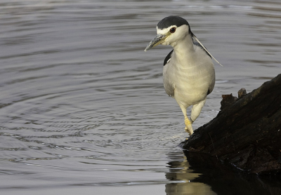 Maandag een hele dag  gereserveerd in de schuilhut van beroeps natuurfotograaf Marco de Pauw. Na een lange zit en een zoektocht samen met Marco naar de Roerdomp 's middags de kwak in het vizier gekregen.
Aan het eind van de middag besloot deze bijzondere vogel om te gaan vissen vlak voor onze schuilhut. Ik heb hier in goed licht een mooie serie van kunnen maken.

Houding en blik van deze foto vond ik erg sprekend en is de reden voor plaatsing.

Marco nogmaals dank voor de inspirerende dag.

Groet,

walter