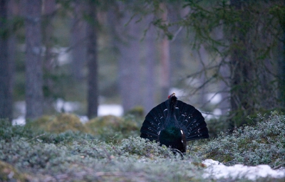 Displaying Capercaillie phootgraphed from my own hide with Canon 1Ds mk II + 300/2.8 lens.

www.taigavision.com