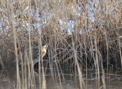 roerdomp nu vanaf de andere kant genomen. Beetje jammer zo achter het riet maar het laat de habitat van het dier wel goed zien