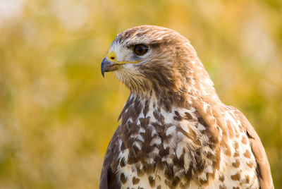 Deze Buizerd zat in de Oostvaardersplassen te poseren. Vooral ook de mooie achtergrondkleuren vind ik er mooi bij passen.
