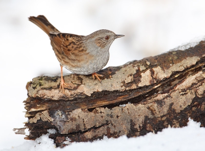 Met dank aan mijn voorganger die heel vriendelijk voor de vogels was geweest kon ik wat klein grut fotograferen. De Heggenmus springt eruit vanwege zijn actieve houding.