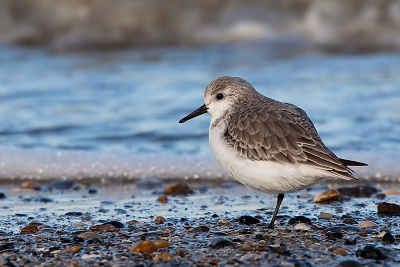 Volgens mij is het een drieteenstrandloper, jullie moeten me maar verbeteren mocht ik fout zijn