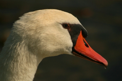 Deze knobbelzwaan gefotografeert in Kroati zomer 2009. De zwaan zat aan de rand van het Vrana meer. Was te benateren door riet.