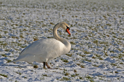 Afgelopen weekend lekker een rondje door de besneeuwde polder gemaakt. Aardig wat foto's kunnen maken waaronder een serie zwaan in sneeuw foto's. En op de terugweg ook nog eens 2 ruigpootbuizerdengezien!