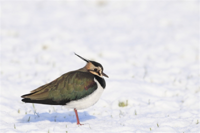 Deze kievit kwam ik tegen tijdens een van mijn tochten in de omgeving van Hengelo. Blijkbaar had deze vogel geen zin om er van door te gaan zoals de rest.