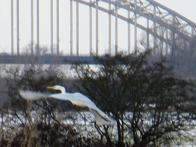 Zag de reiger eerst vliegen en daarna landen aan mijn fietspad. Bij benadering vloog ze /hij een paar keer op.
Dit is er 1 uit een serie van 14
