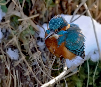 Een van de mooiste maar, zo vind ik, technisch o zo moeilijk te registreren en na te bewerken vogels, zeker in de sneeuw. Wilde de plaat toch laten zien. Ditmaal geprobeerd het turkoois in (sommige delen van) het verenpak te behouden. Hopelijk de juiste versie geupload, want ik heb er nogal wat bewerkingen van gemaakt.