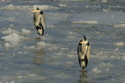 En sprekend plaatje van de situatie van eind januari.
""Zegt de ene Blauwe Reiger tegen de andere Blauwe Reiger: zit jij ook de wachten op de voorspelde opwarming van de aarde???