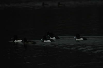 In de vroege ochtend deze 4 mannetjes al druk bij het ene vrouwtje. Alleen het "wit" van de heren verraadde de lente kriebels.