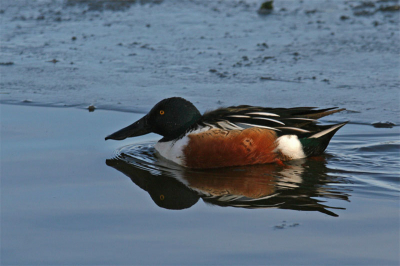 Terwijl ik een groep smienten aan het fotograferen was kwam deze rustig voor bij zwemmen. Vond het zo met die spiegeling wel de moeite waard om er een foto van te maken.