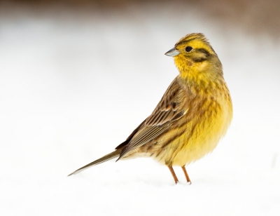 Afgelopen weekend was het weer druk in mijn witte tuin. In de ochtend de voederplek weer aangevuld, het duurde niet lang voordat de eerste geelgors voorzichtig de omgeving inspecteerde. Weer even wat kleur in de tuin.