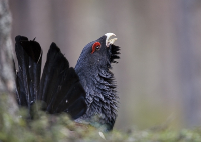 Photo taken from one of my own hides outside Skellefte, Sweden. 

www.taigavision.com