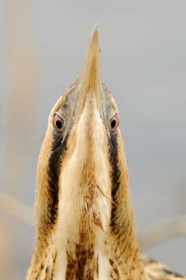 Vogel zit eigenlijk te dichtbij voor de gebruikelijke foto's, dan maar kopportretten.