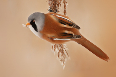 Bij wat minder weer toch deze mooie baardman kunnen vastleggen.
Deze vind ik mooi omdat je hem helemaal van bovenaf ziet.