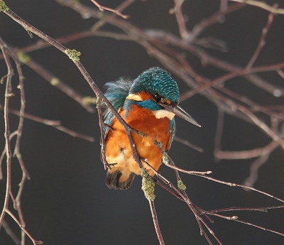 Goed vogelen in Arkemheen, als je ziet hoeveel foto's uit deze prachtige polder langskomen. Wat de ijsvogels betreft: deze zat in een els langs een slootje op ong. 5 meter van de weg. Binnen een minuut of 10 had hij /zij zeker 4 visjes te pakken