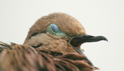Vogels zijn de rechtstreekse afstammelingen van de dinosaurirs. Jonge duiven zijn vaak gedrochten, waar je dat nog een beetje aan kunt zien. Ook bij dit volwassen duifje zie je nog hoe drakerig vogels kunnen zijn