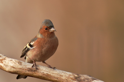 Deze vink was dicht te benaderen. Een van de dagen dat de zon door kwam en waardoor alles mooier lijkt en word. In de bossen gefotografeerd dus toch nog met ISO 400