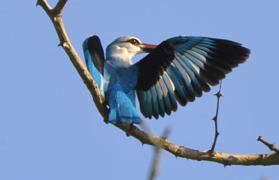 Deze prachtige ijsvogel op een mooie dag in het Krugerpark ZA vooral de vleugels gespreid vind ik bijzonder
