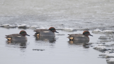 met weemoed denken we terug aan die eerste "ijsdagen" in december; dit leverde dit beeld op van een 3-tal wintertalingen; van ons mag de winter nog wel even terugkomen; we krijgen er geen genoeg van.