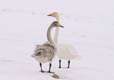 Ik had al vaker foto's gezien van deze grote zwanen uit het hoge noorden. Vooral in de sneeuw komen ze mooi uit. Dat wilde ik dus ook! ...En het is gelukt, afgelopen zondag zagen we een groep met een paar volwassen zwanen en wat jongere vogels. Ze zaten op het land naast de weg en omdat het niet druk was op de weg konden we uit het raam wat foto's maken. Natuurlijk was de lens weer iets te kort...Ik heb de foto's dus wat gecropt.