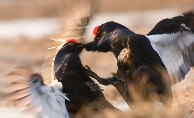 Fighting Black Grouse on the leksite.

www.taigavision.com