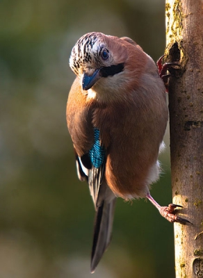 Regelmatig zitten er Vlaamse Gaaien in onze tuin. Deze kon ik vanochtend vastleggen, net toen de zon even tevoorschijn kwam