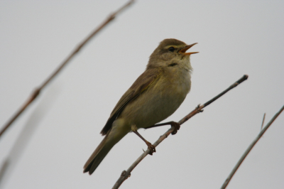 Tijdens een bezoekje aan Meijendel een hele serie plaatjes van fitis geschoten. Deze plaatje is niet gecropt noch bewerkt. Canon 350d, Sigma 100-300mm, F 4,0 + 1,4 extender. ISO 400, 1/2000 sec, handheld