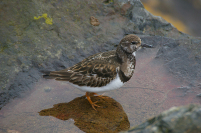 Ondanks dat het kustvogels zijn, wassen en drinken ze liever zoet water zoals het regenwater wat hier is blijven staan. In de haven gemaakt met een 250 mm lens (dus was niet schuw)