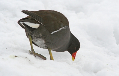 Het wintert nu al een tijd. Een opname van toen de sneeuw nog redelijk vers was.