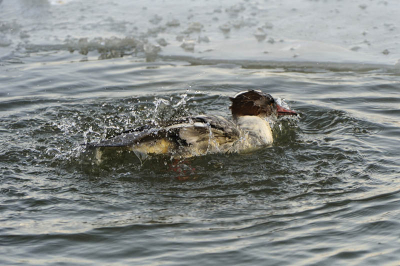Tussen de ijsschotsen was deze Grote Zaagbek druk bezig om onder water zijn kostje op te scharrelen.
Op het korte moment dat hij uit het water opdook vlogen de spetters in het rond en leek het of hij nog een vlies van water om zijn lichaam had.