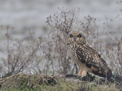 Samen met Gerard deze velduil proberen vast te leggen. Zelfde plaats met iets minder mist. Geeft een ander plaatje. Vond de entourage wel mooi. Meestal zit de uil ergens in het gras. Nu staat hij volledig vrij en kun je de poten goed zien. Blijf het moeilijk vinden om van 21,7MB naar 150KB te gaan zonder al te veel verlies.