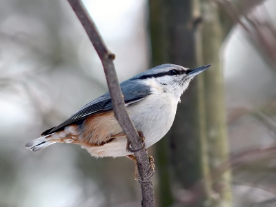 one one of the successful shots, which made a near bird feeders a few days  ago