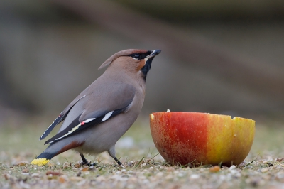 Smikkelend van een Goudrenet! In een kleine achtertuin op West, de 7 Pestvogels moesten concurreren met 25 Merels, c. 15 Spreeuwen en een enkele Kramsvogel.