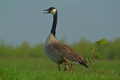 deze canadese gans was mooi te bekijken van uit de vogelkijkhut aldaar. en het lage standpunt spreekt me aan.
