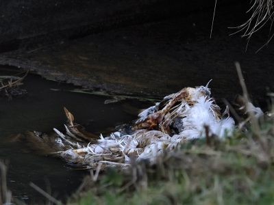 Ik was er al voorbij gereden toen het beeld ineens tot me doordrong: 't Zal toch niet 'de nieuwe Witte' zijn?! Nu meen ik gezien te hebben dat er twee witte buizerds in Arkemheen zitten, een grote en een kleinere. Zijn er deskundigen onder ons die aan de hand van de plaat - helaas van niet betere kwaliteit - uitsluitsel kunnen geven of het hier i.d.d. een buizerd betreft? Zelf kan ik me, aan de hand van de vorm en het verenwerk, niet aan de indruk onttrekken.