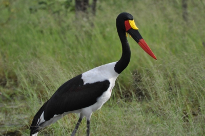 Er zijn slechts nog 100 van deze prachtige en een van de kleurrijkste ooievaars in Zuid Afrika. Ik was erg blij deze op foto te mogen vastleggen.