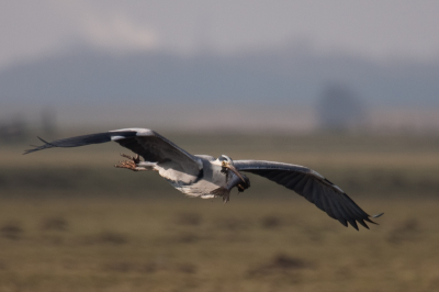 De vis is gevangen door een zilvermeeuw, maar de reiger wilde m hebben en dat is gelukt. Foto geeft ook de late middag sfeer in de polder weer.