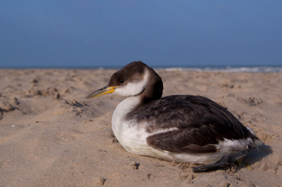 Deze roodhalsfuut spoelde gisteren aan op het strand. Geen olieslachtoffer, en het was niet echt duidelijk wat er aan de hand was. Kon niet vliegen, maar zag er voor de rest niet abominabel uit. Even een paar foto's genomen alvorens het dier in een box te zetten om het dan naar het opvangcentrum te brengen ... na een uurtje ging het beest plots razendsnel achteruit en legde het dier het loodje. Trieste zaak ... beest je zal in elk geval worden onderzocht ...