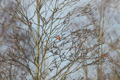 Deze foto heb ik gemaakt bij mij op de parkeerplaats .Daar zaten deze goudvinken in een boom,met de zon in de rug een paar mooie plaatjes geschoten.