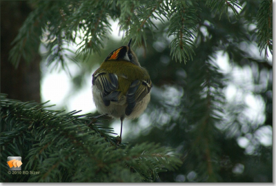 Deze heer zat in mijn Kerstboom in de tuin bij het voorraam. De foto is genomen door dubbelglas. 
Ik vond het een mooi vogeltje, die ik nog nooit eerder in het echt had gezien.