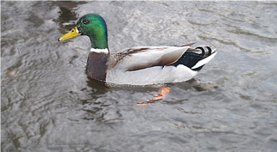 ik ging ff foto's maken ben beginner graag commentaar