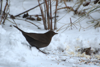 Deze vogel was bij mij in de tuin toen er een jacht was tussen 2 merels en deze vrouw at even heel snel wat en klaar om weg te vluchten
