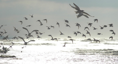 Grote groep strandlopers, die ook toch voorbeeldig kunnen vliegen.