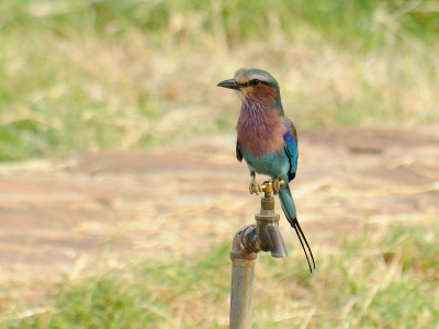 Deze 'kraanvogel' zat niet al te ver van mijn balkon, waar ik lekker in het zonnetje zat. Hij zat helaas in de schaduw.